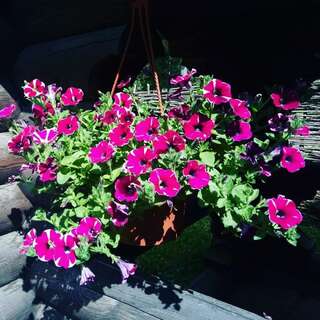 Гостиница Австерия Пермь Бунгало улучшенное-7