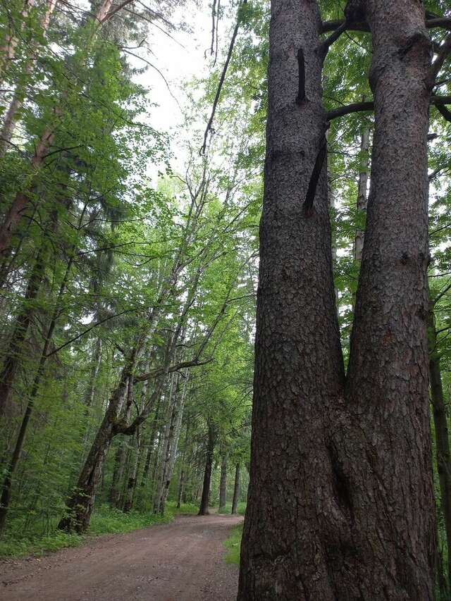 Гостиница Австерия Пермь-252